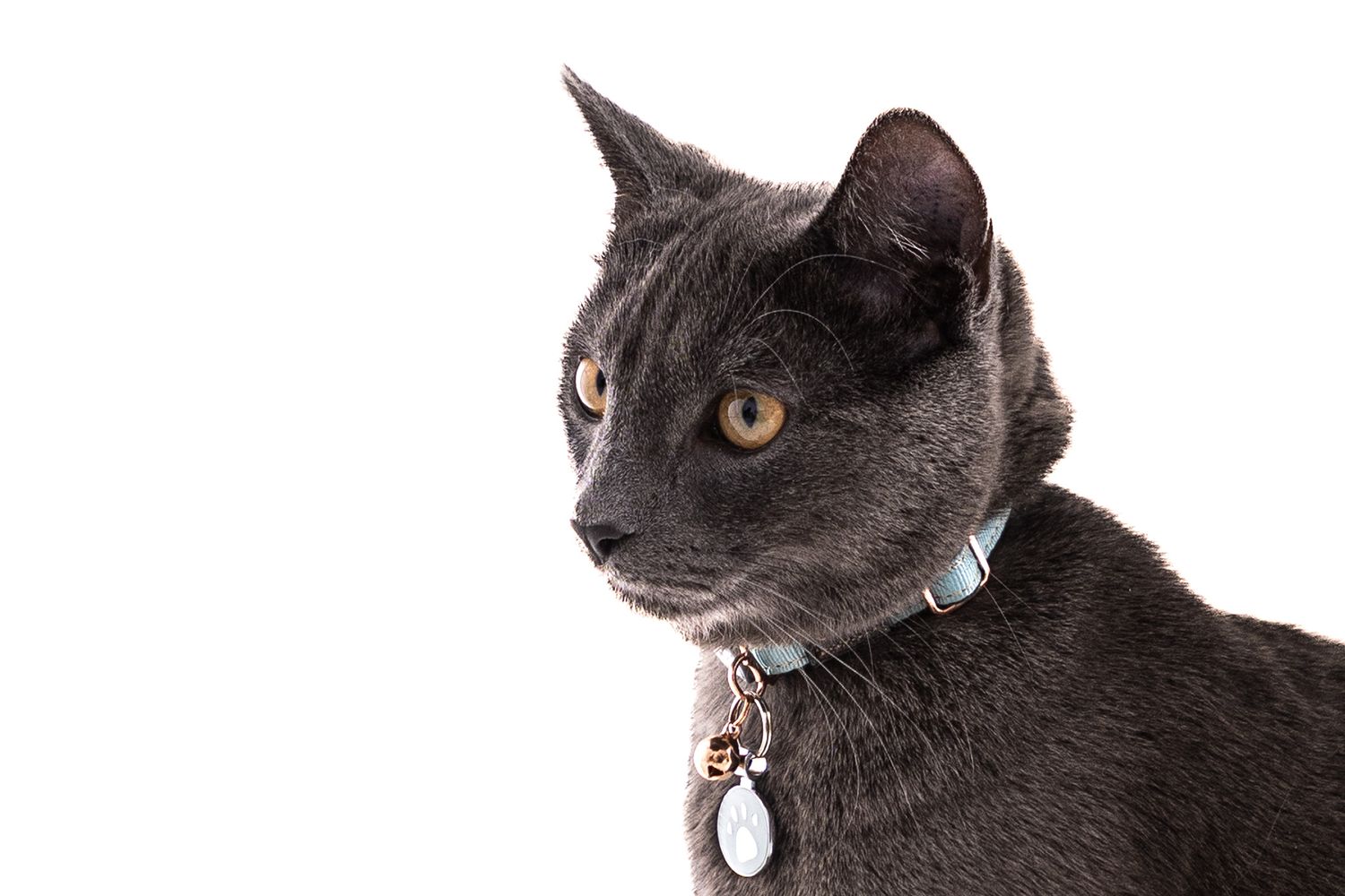 Gray short-haired cat with light blue collar gazing to the side on white background.