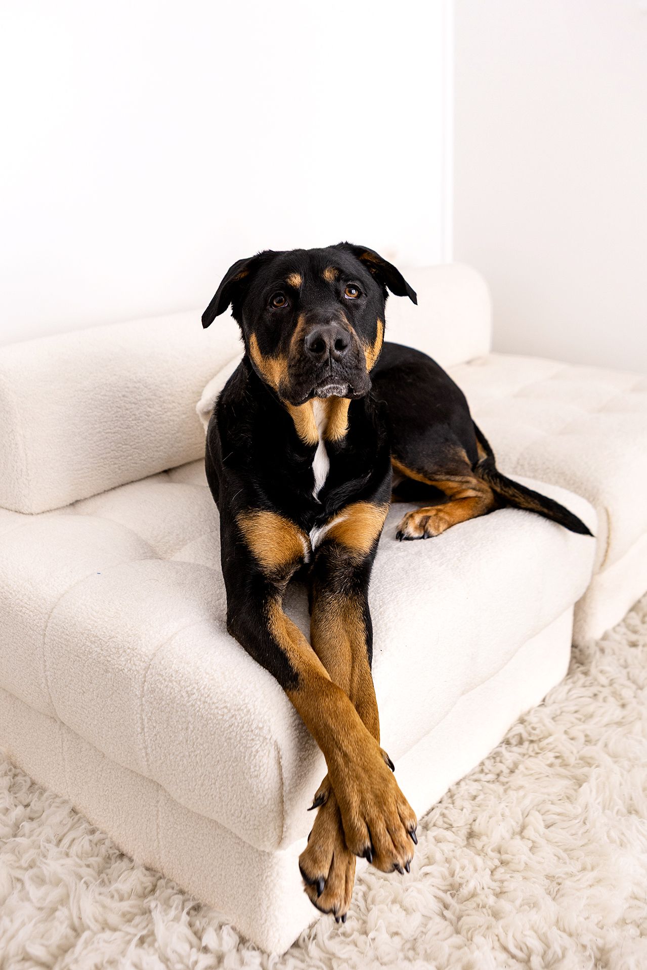 A Rottweiler dog lounging on a white tufted sofa with front paws extended, looking alert in a bright room.