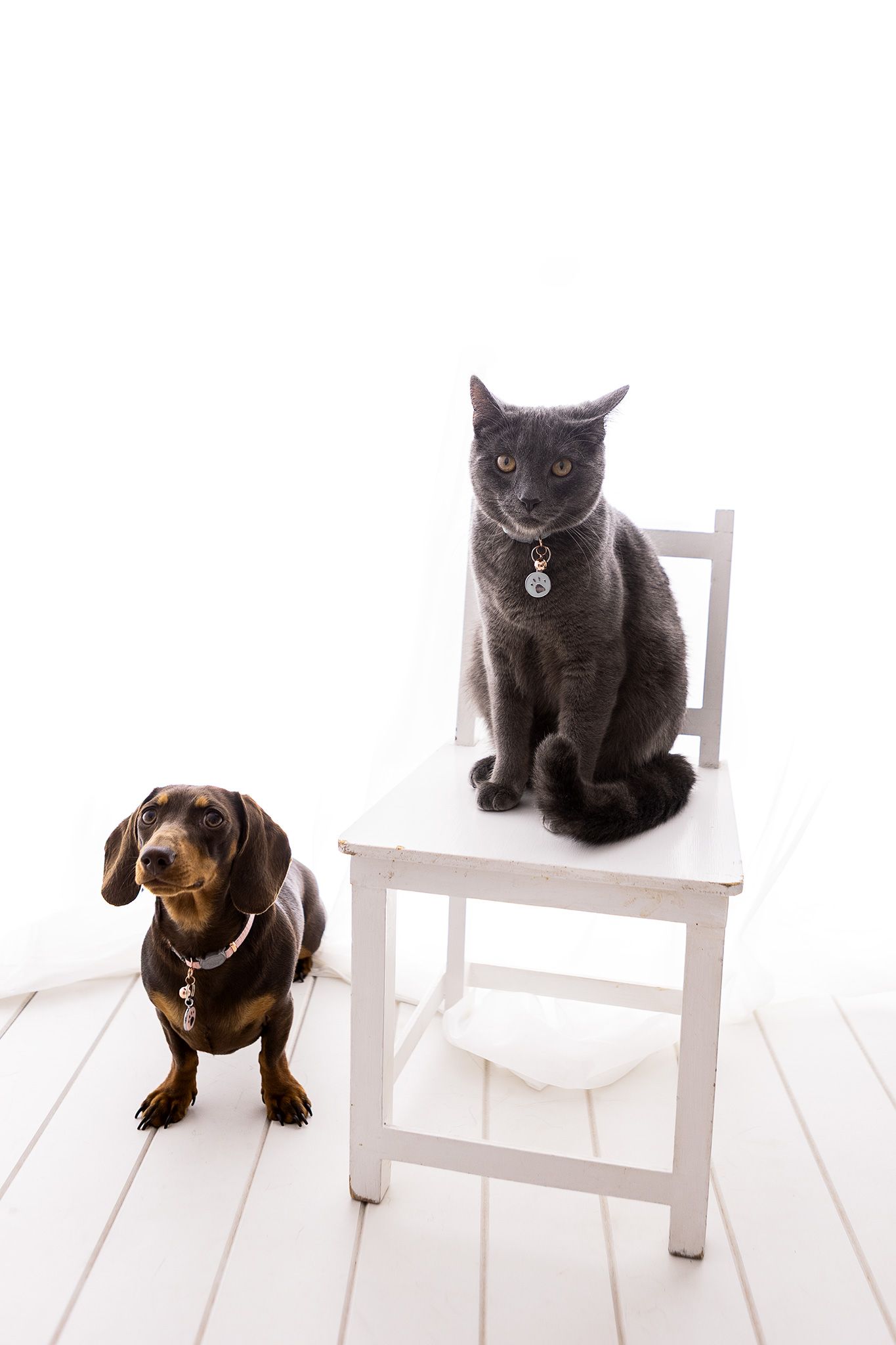 A gray cat sits on a white chair beside a dachshund dog on a white wooden floor against a white background.