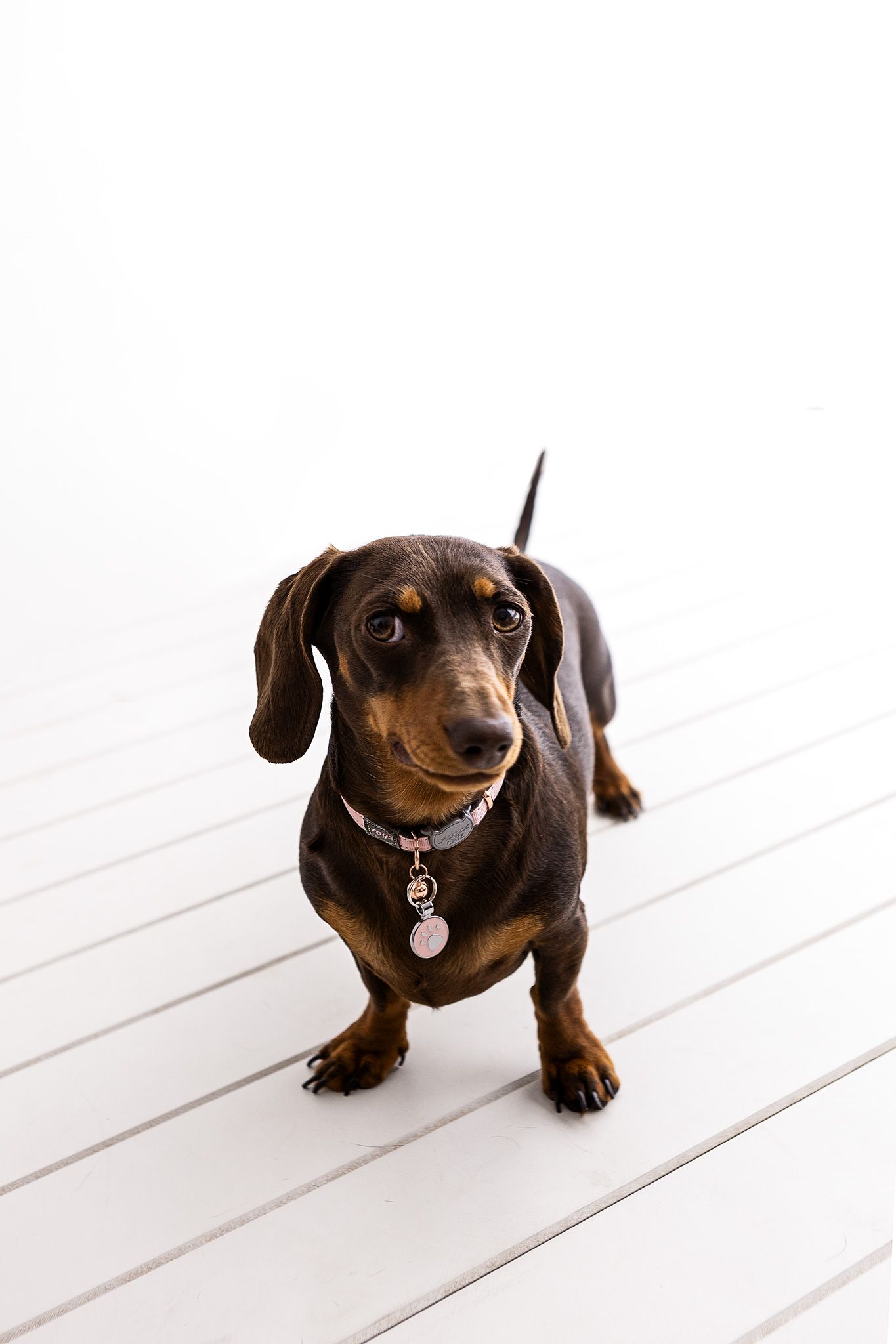 Miniature dachshund with pink collar standing on white wooden floor looking up.