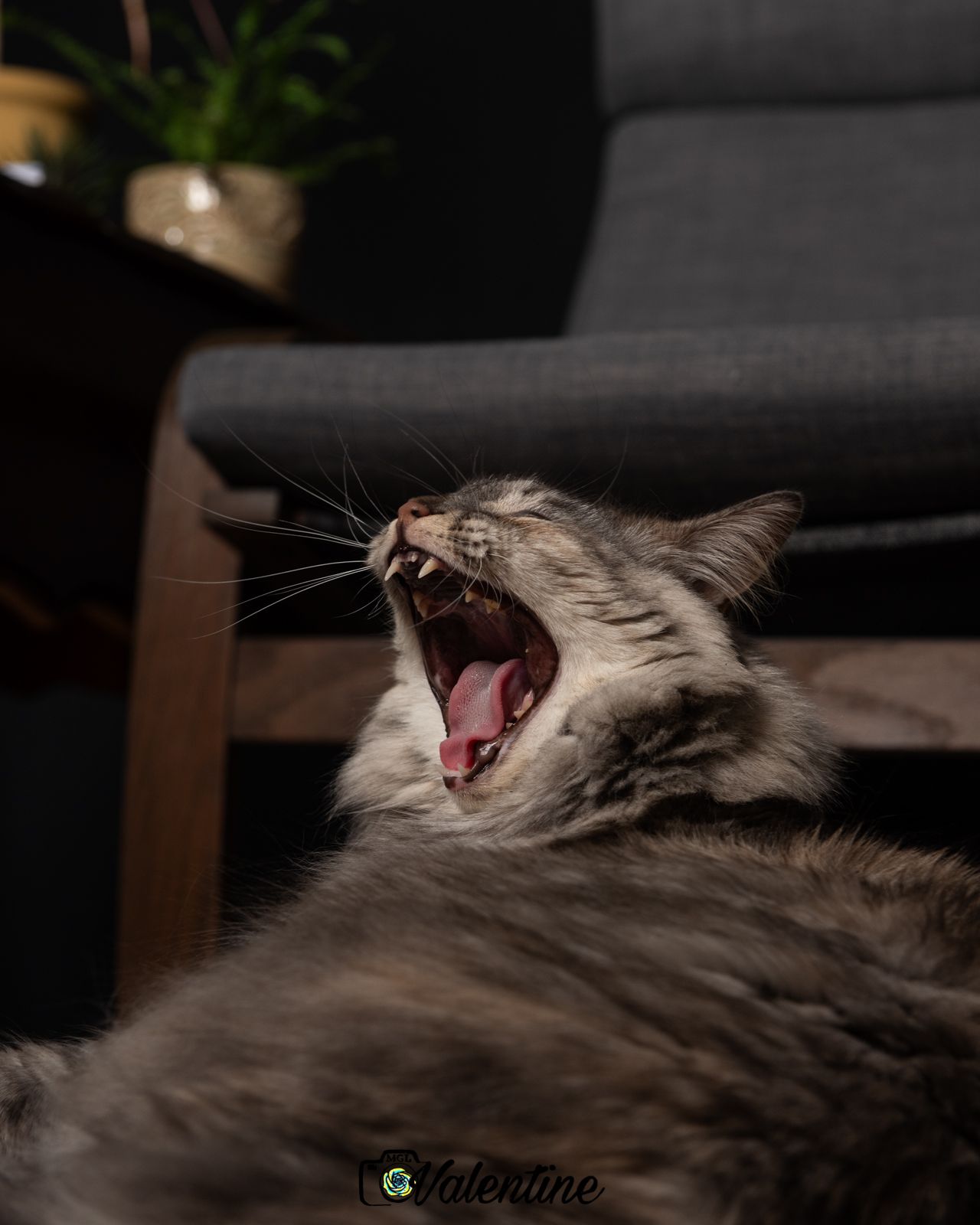 A grey cat yawning and showing teeth while lying down in a dimly lit room.