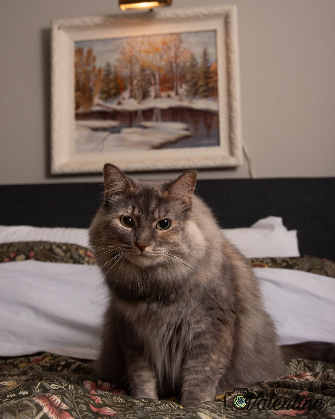 Grey fluffy cat lounging on patterned fabric with framed artwork in background.