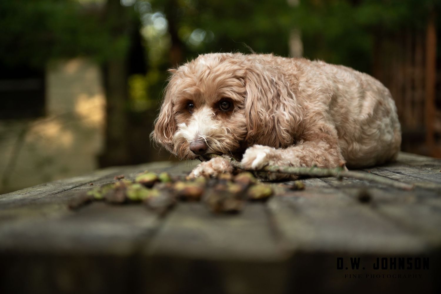 Cat lying on stone surface in natural outdoor setting with soft lighting.