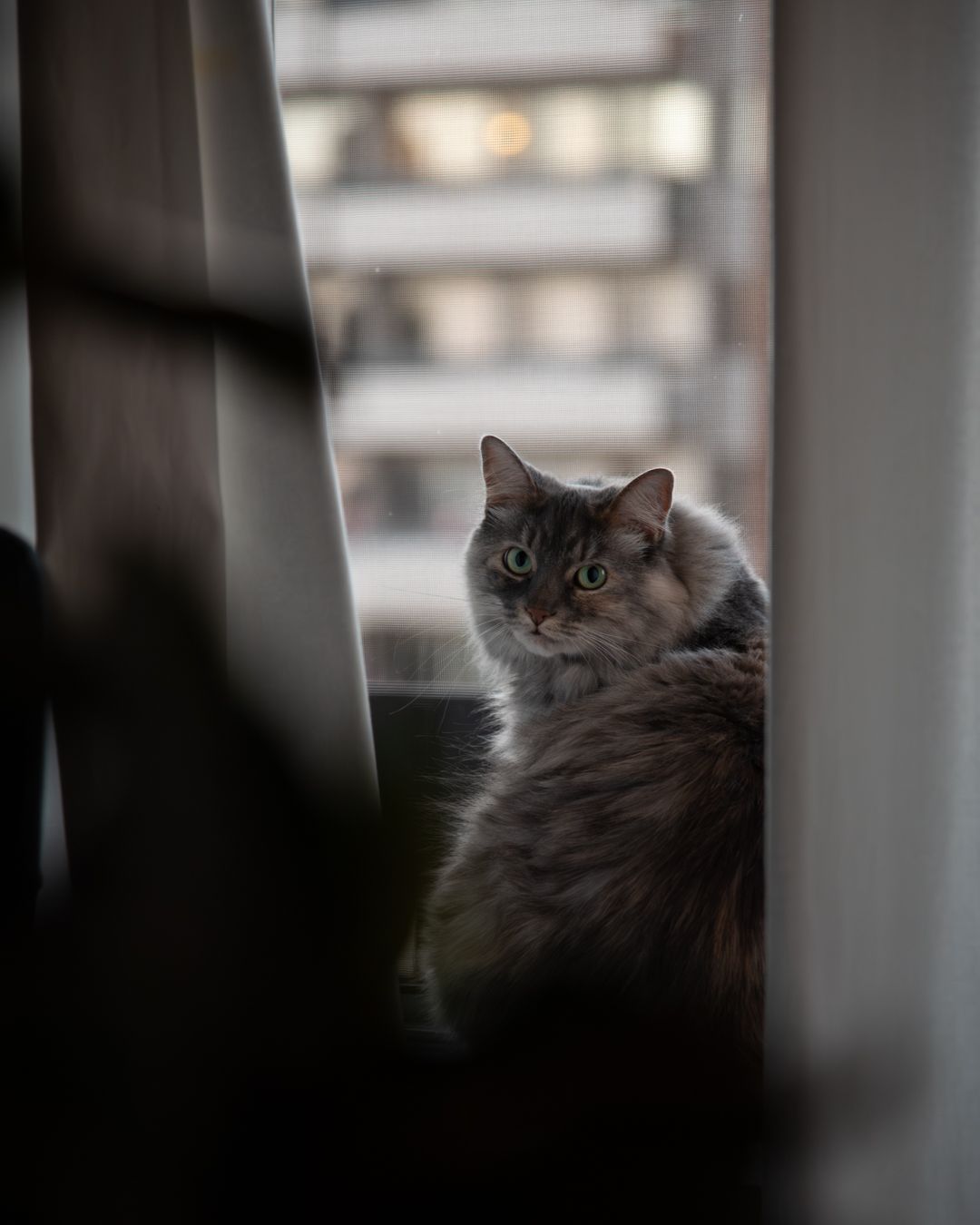A fluffy gray cat gazes thoughtfully through a window with soft natural lighting in the background.