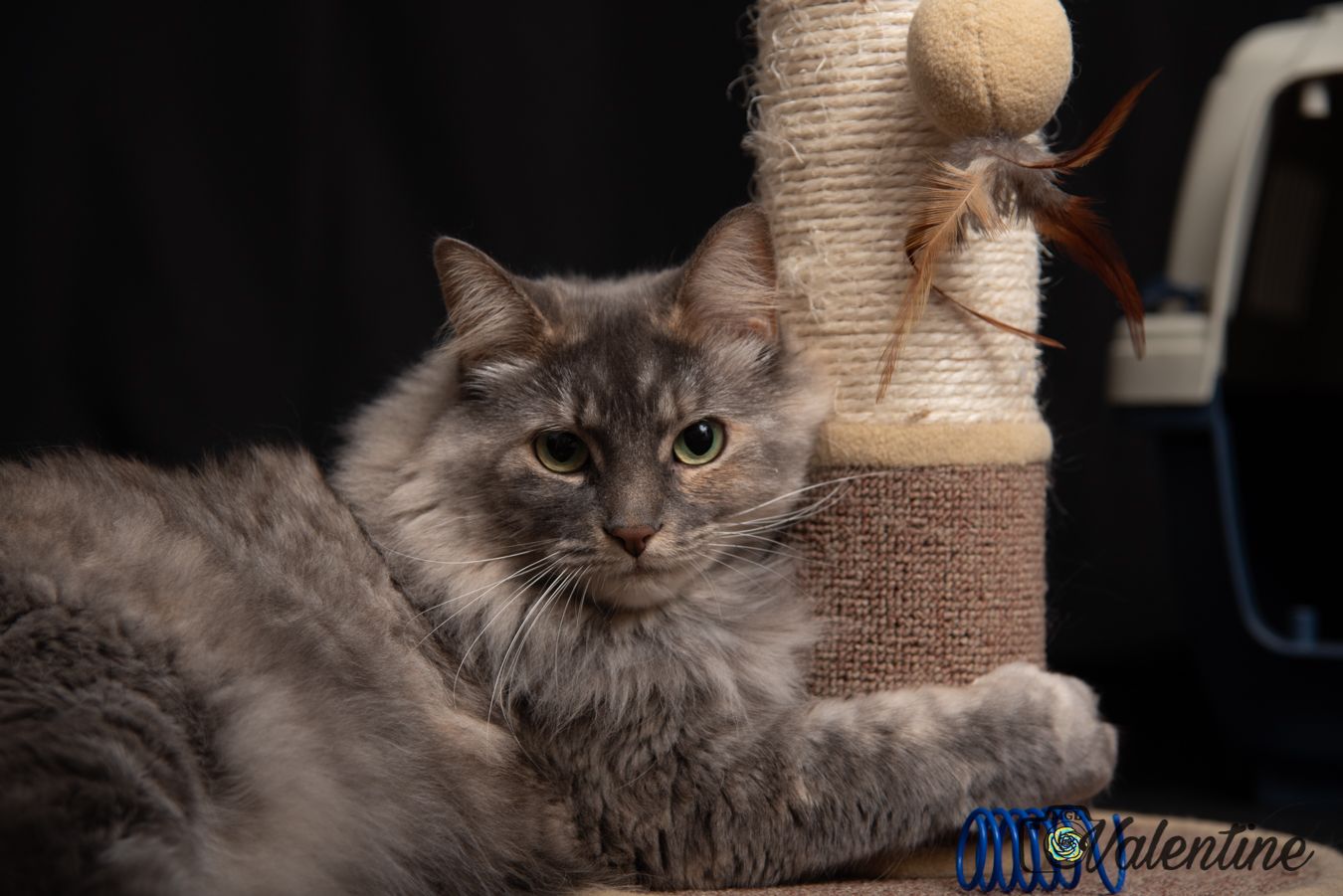 Gray fluffy cat lounging on cat furniture looking at camera.