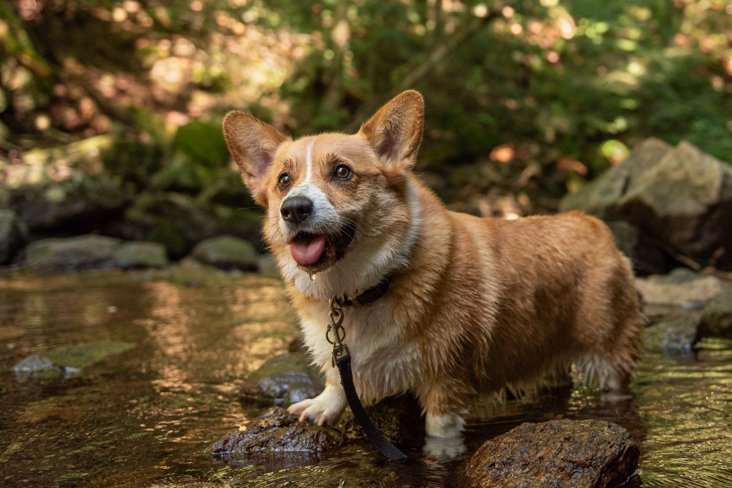 Corgi dog playing and splashing in a stream surrounded by rocks and nature.