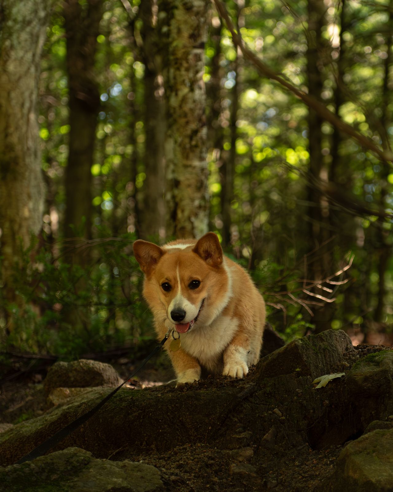 Corgi dog exploring forest trail surrounded by green foliage.