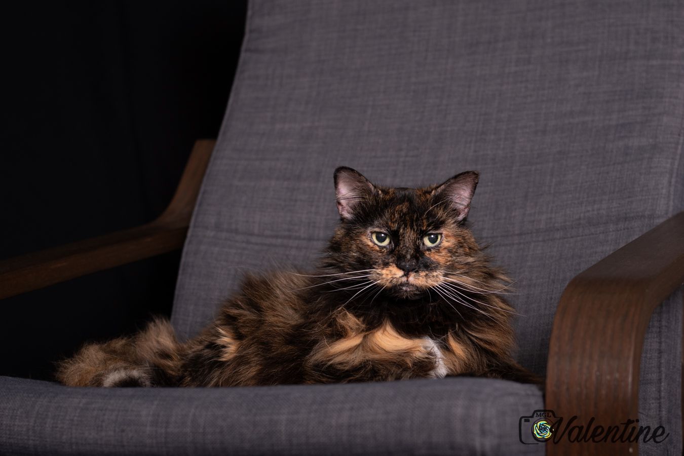 Dark-colored cat resting on grey couch in dim lighting conditions.