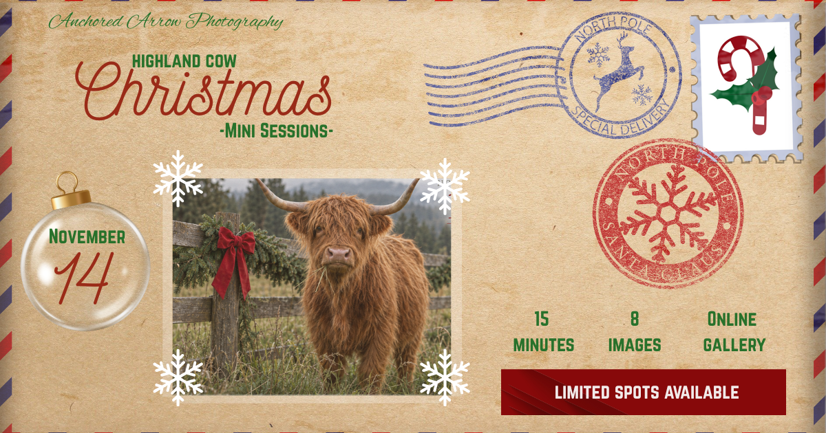 Highland Cow Christmas mini photo sessions on November 14, 15 minutes, 8 images, online gallery, limited spots available.