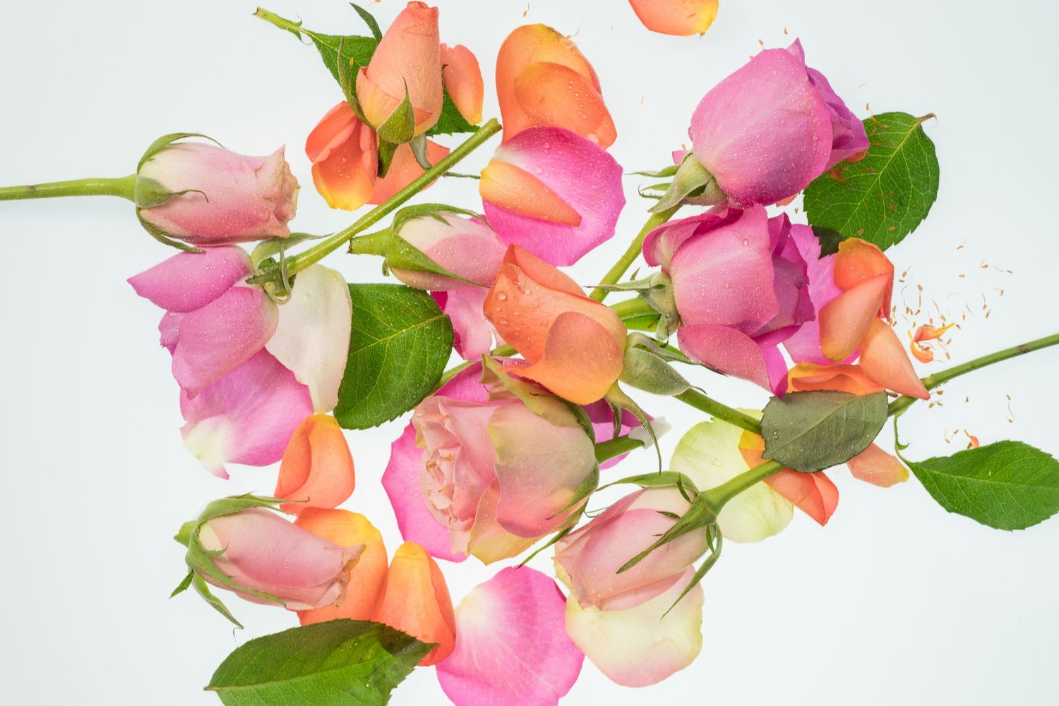 La vie en rose...