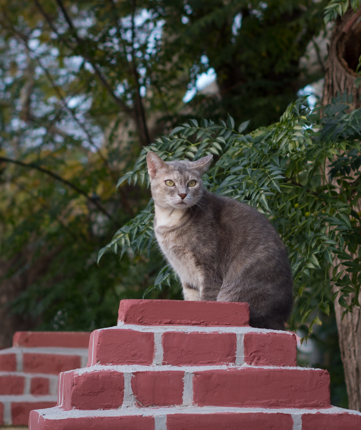 Aten Kitty
