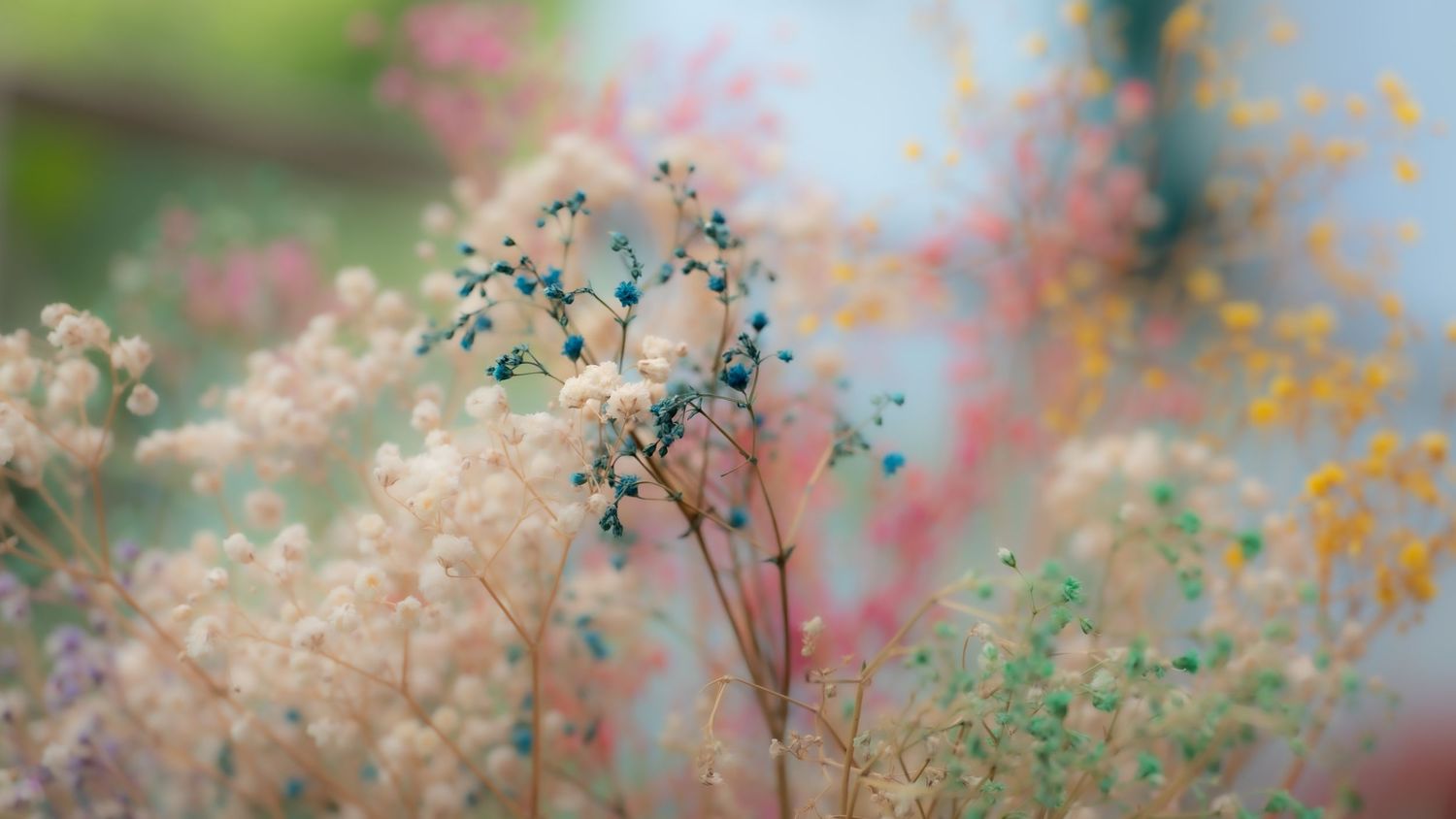 my dried bouquet