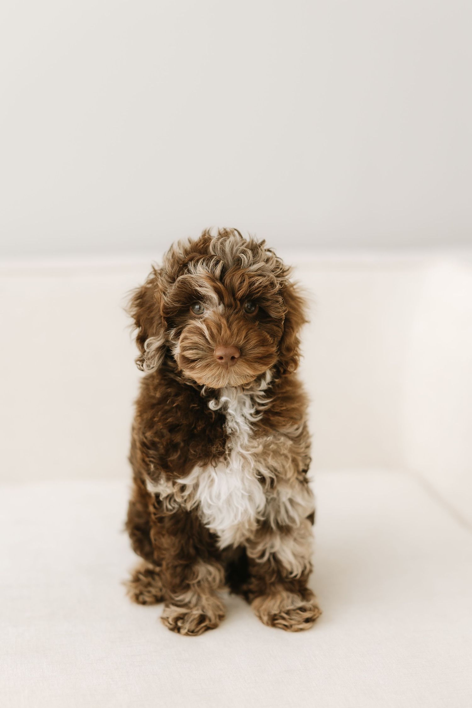 Adorable brown and white curly-haired puppy sitting on a white couch, likely a Cavapoo or Cockapoo breed.
