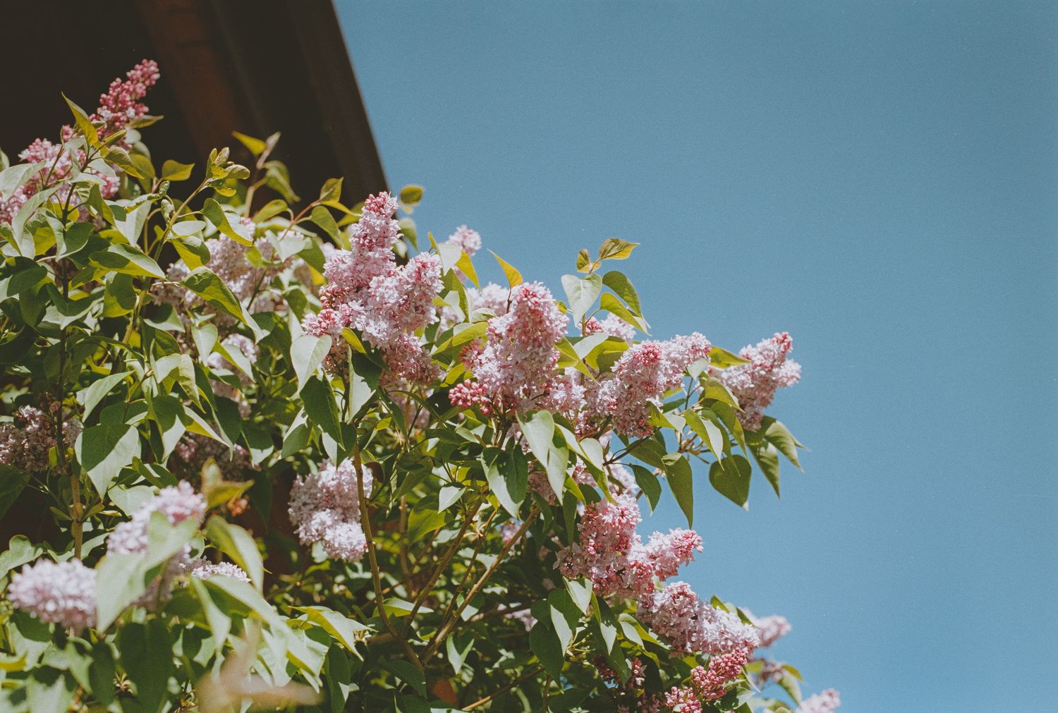Beautiful pink and white lilac flowers blooming on a green bush against a clear blue sky.