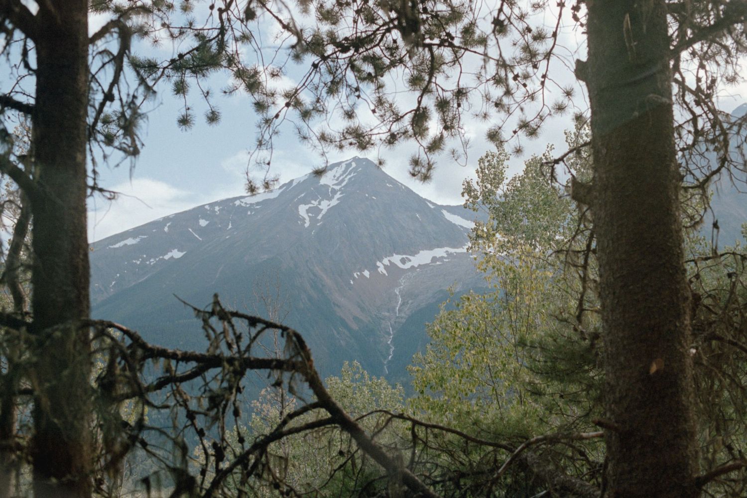 Snow-capped mountain peak framed by pine tree branches in a scenic wilderness landscape.