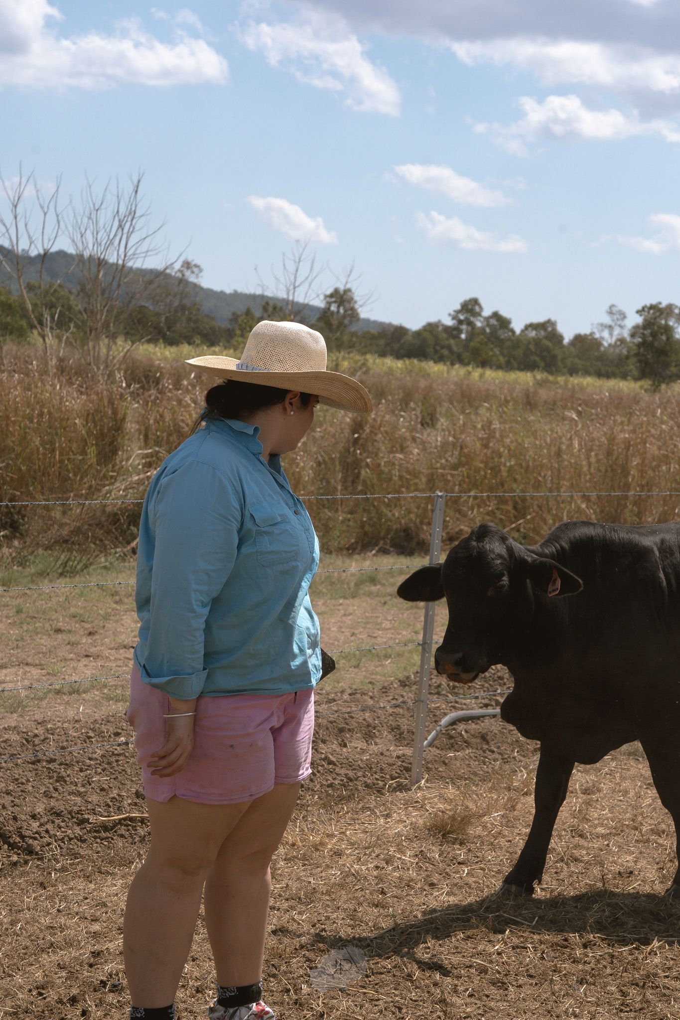 A person wearing a blue shirt and pink shorts stands near a black calf in a dusty field on a sunny day.