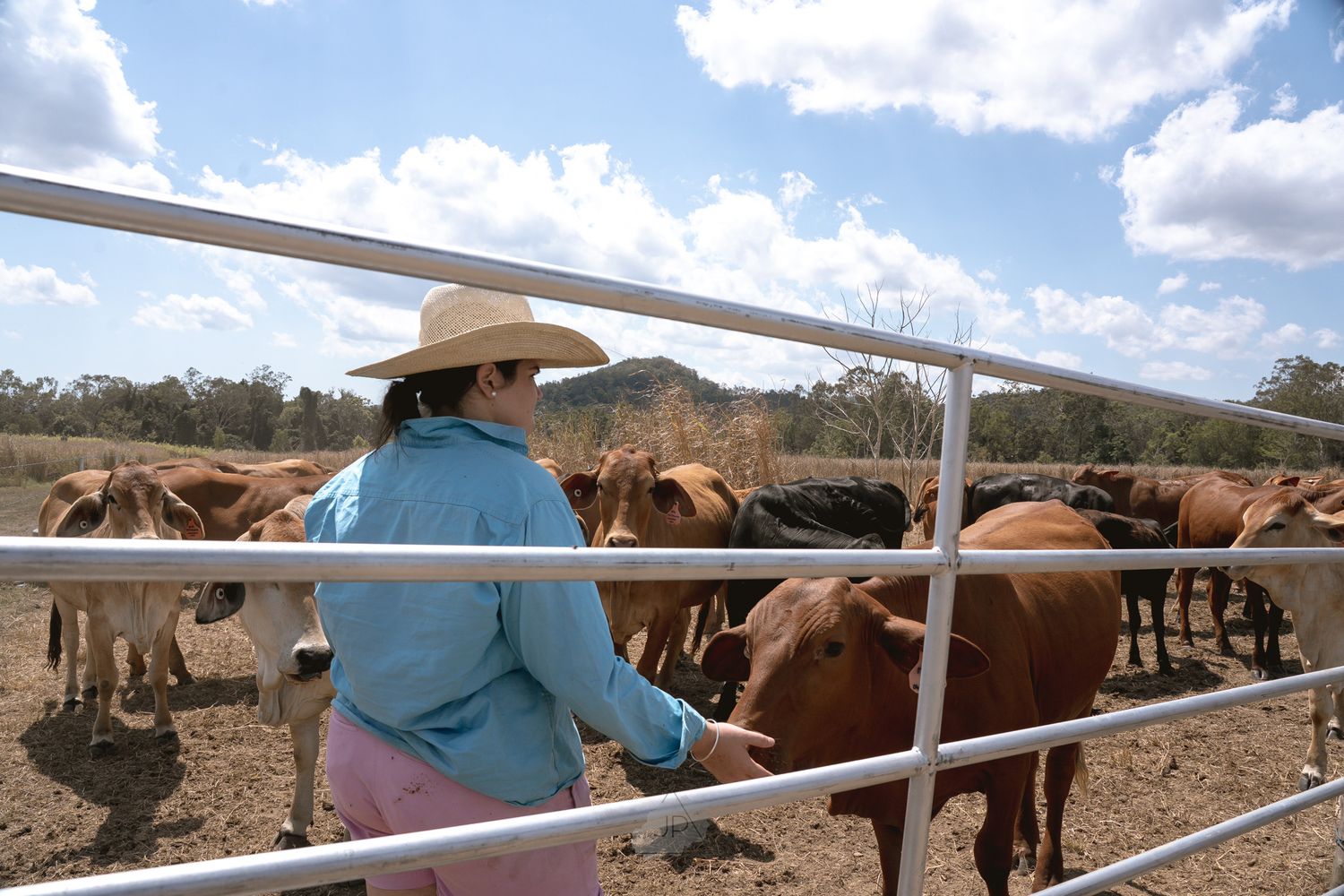 A panoramic view of cattle ranchers working with livestock behind metal fencing on a sunny day.