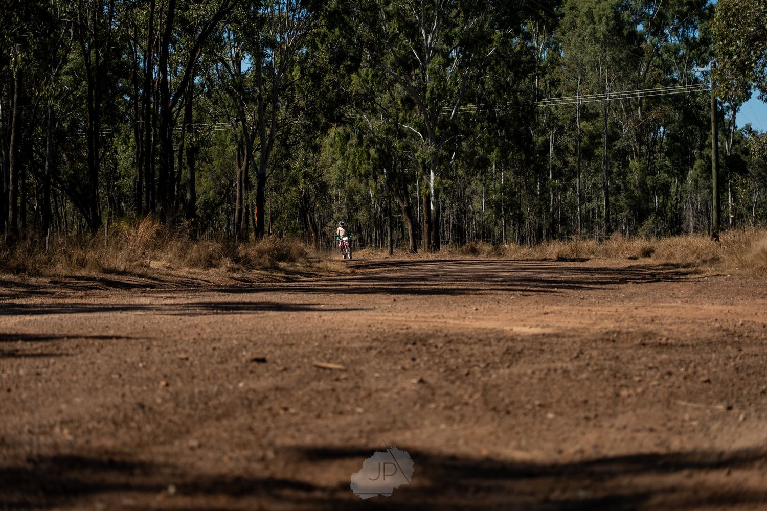 A curved dirt trail winds through a dense eucalyptus forest with tall trees casting shadows on the path.