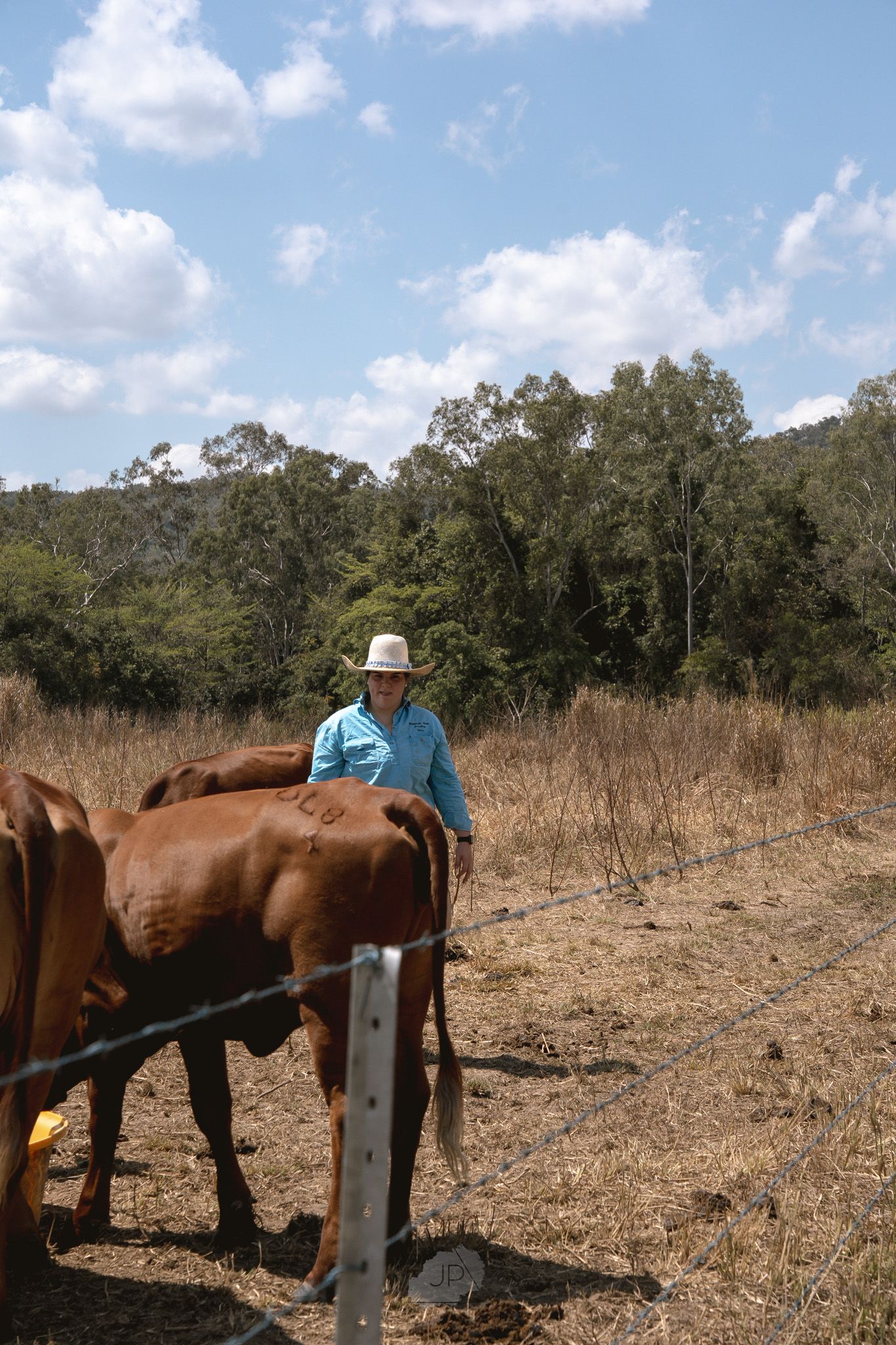 A rancher in blue shirt and hat tends to brown cattle on a dry rural property with eucalyptus trees in background.