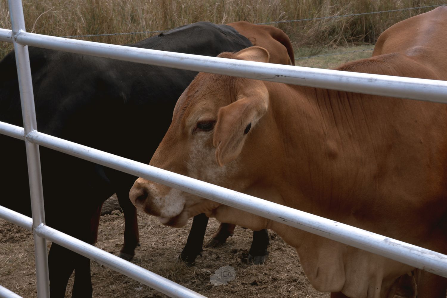 Brown horses drink water from a trough behind white metal fencing at a farm.