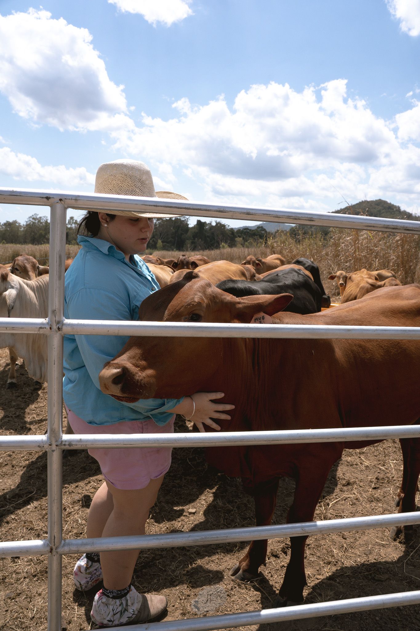 Person in blue shirt and straw hat pets brown horses through white metal fence rails on sunny day.