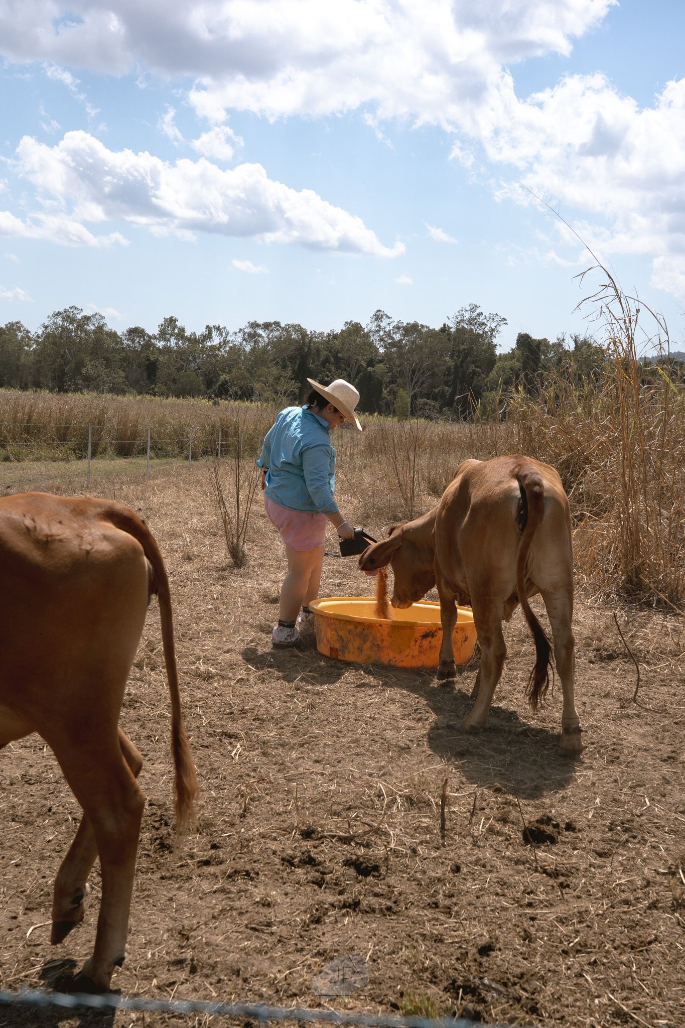 A sequence of images showing someone providing water to a thirsty horse in a dry, dusty field.