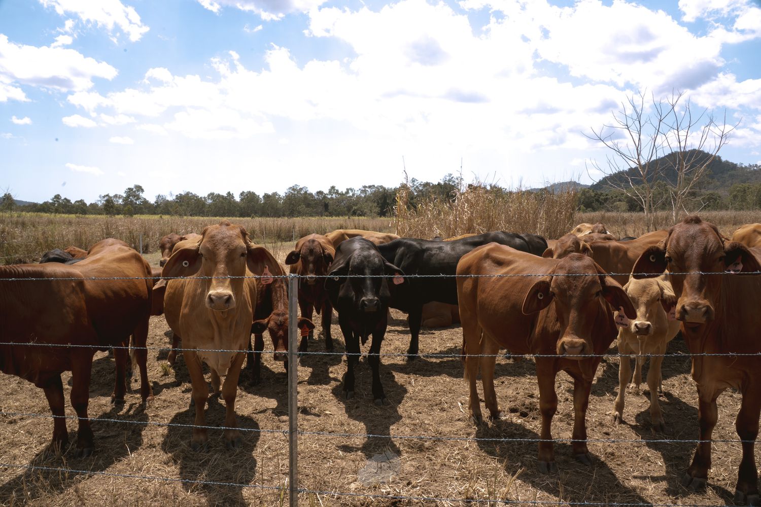 A herd of brown and black cattle stand together in a dusty paddock under blue skies with mountains in the background.