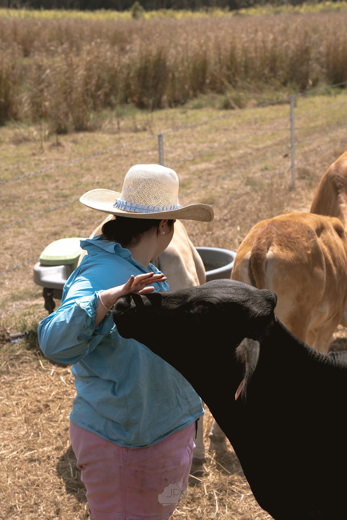 A person in a blue shirt and pink pants pets a brown cow in a grassy field on a sunny day.