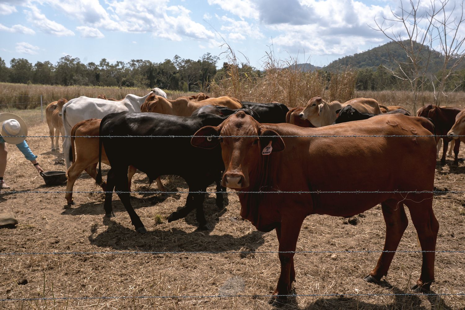 Horses of different colors grazing and resting in a dry field with mountains visible in the background.