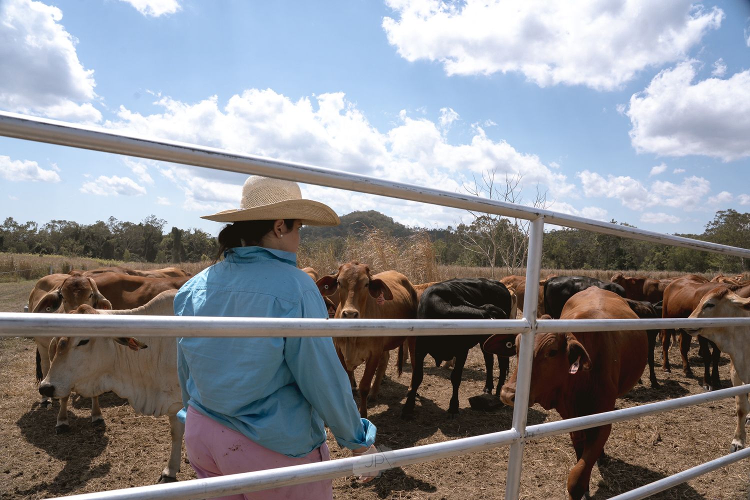 Panoramic view of cattle ranchers working with horses and livestock in a dusty corral under blue skies.