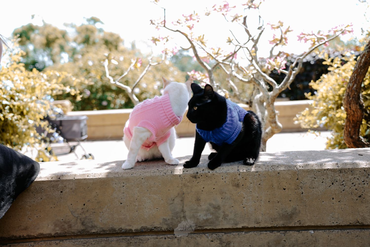 A series of cats lounging on a sunny ledge with trees visible in the background.