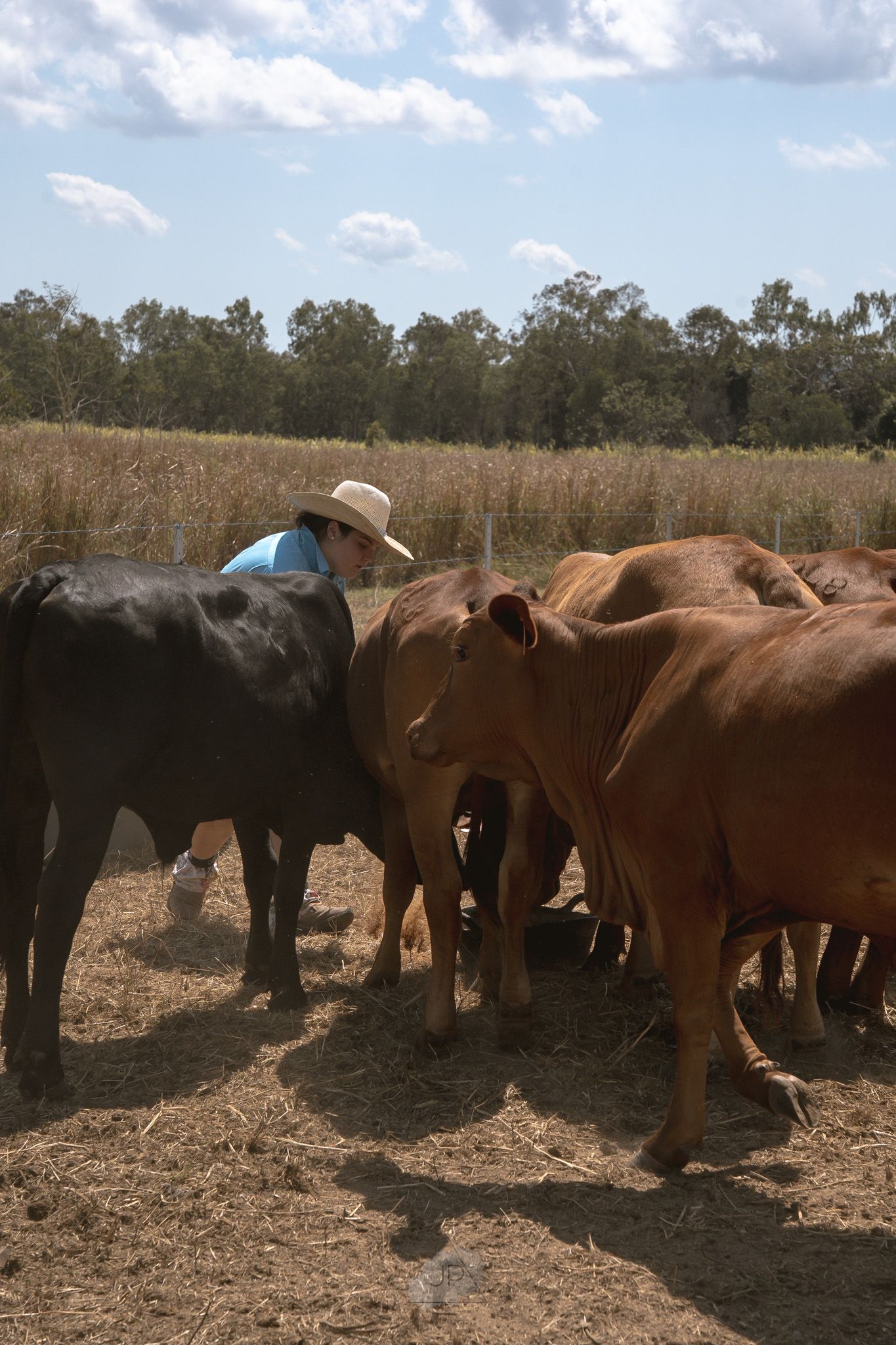 A herd of brown and black cattle standing together in a dry field under a cloudy sky.