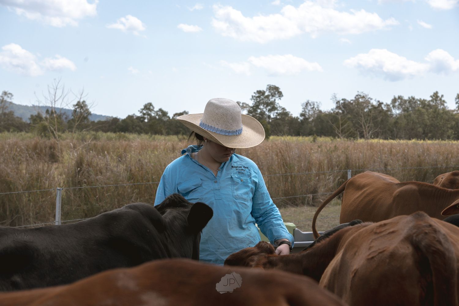 A person in a blue shirt tends to brown cattle grazing in a grassy field with trees in the background.