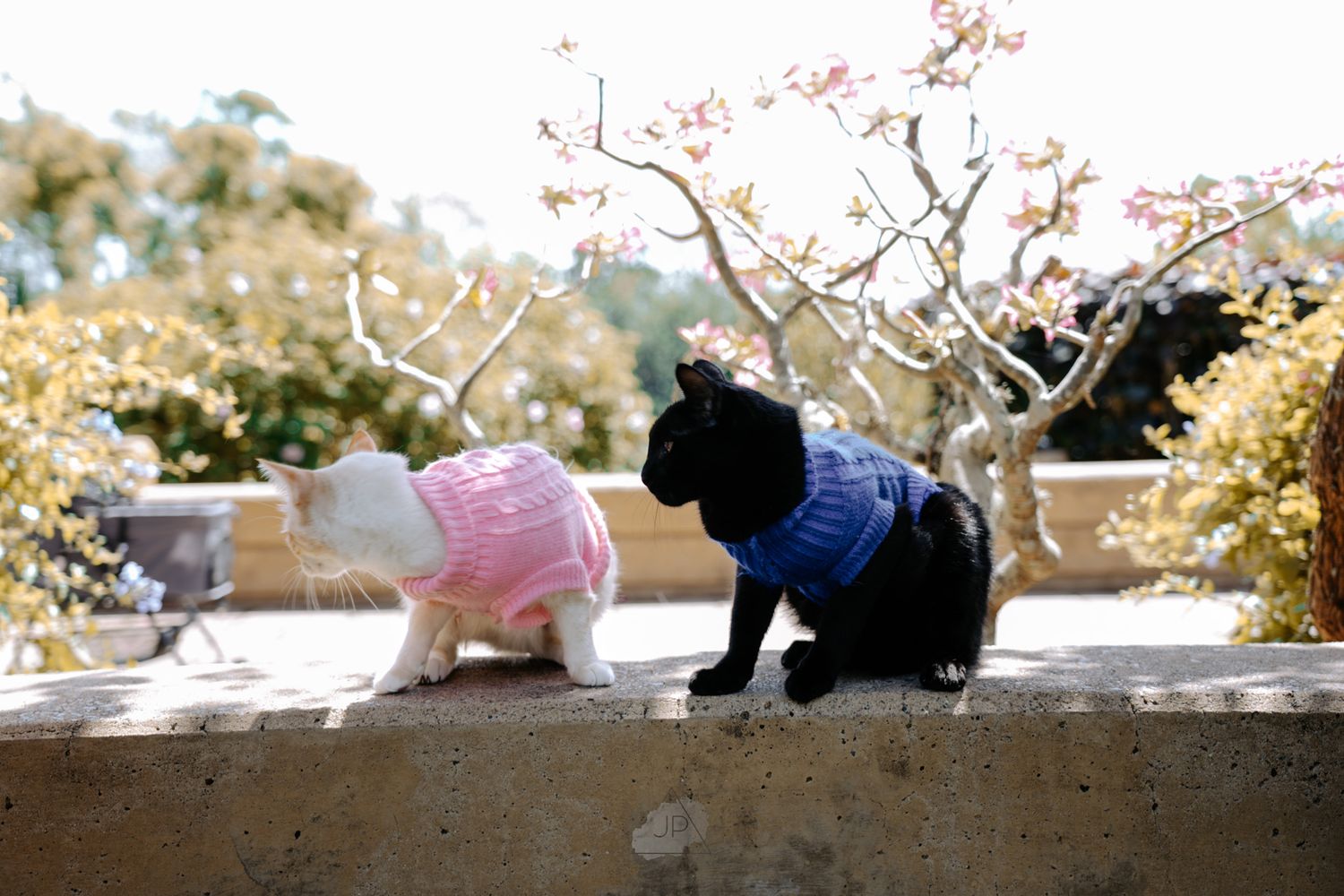 Two small plush toys wearing knitted sweaters sit on a concrete ledge with blossoming trees in the background.