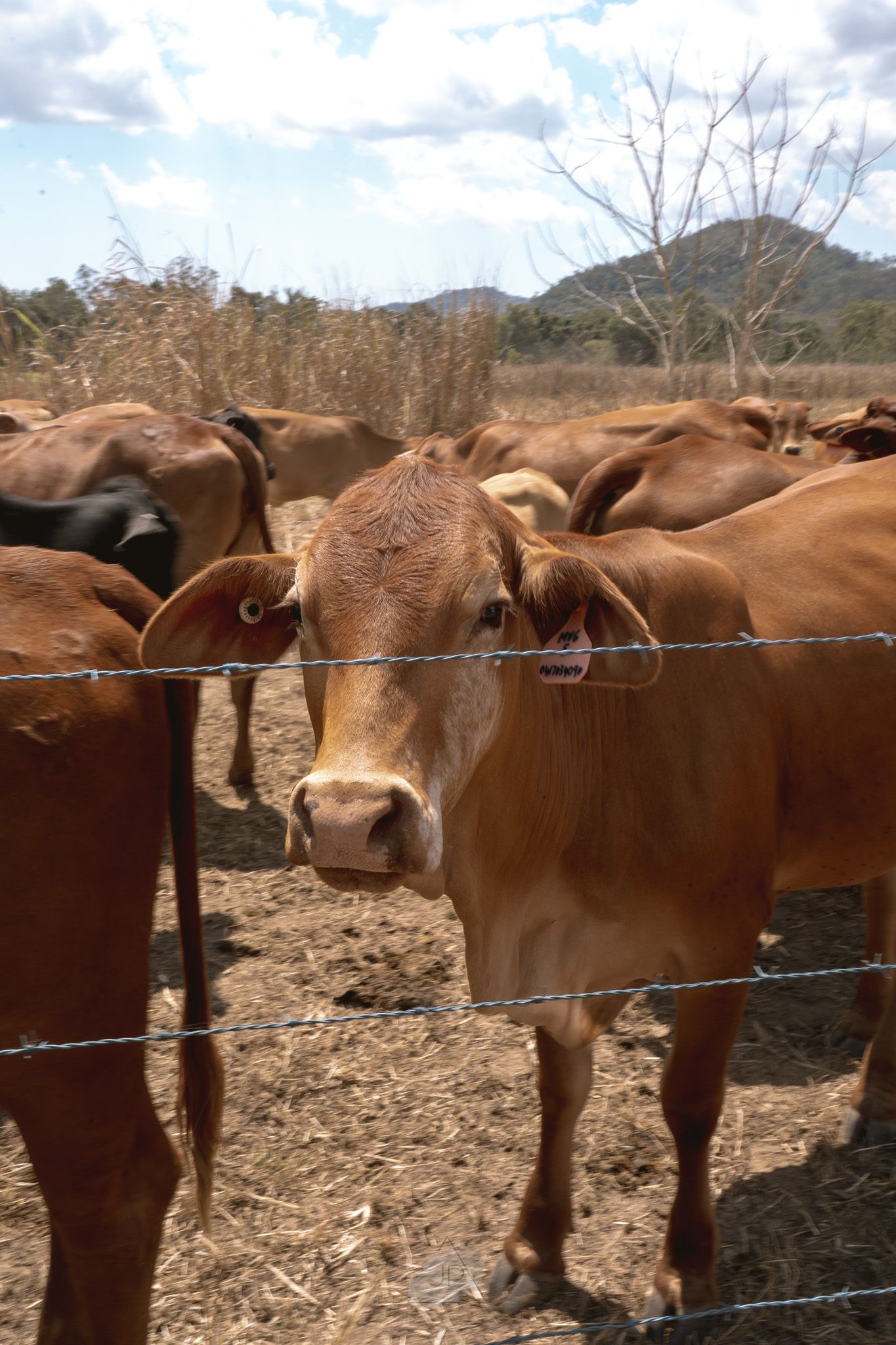 Brown cattle stand behind a barbed wire fence on a rural farm with bare trees visible in the background.
