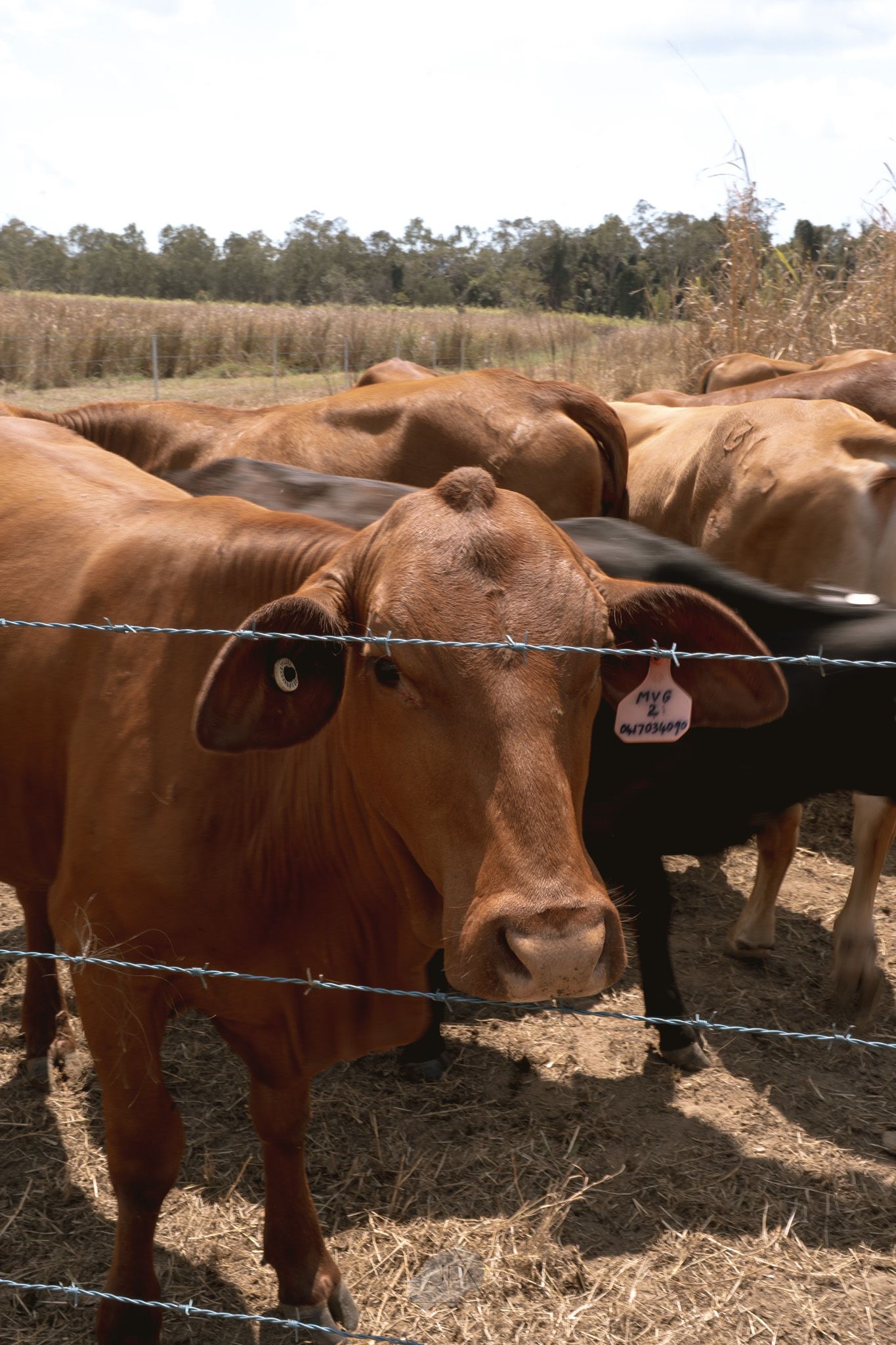 Row of brown cattle lined up along a barbed wire fence on dry farmland.