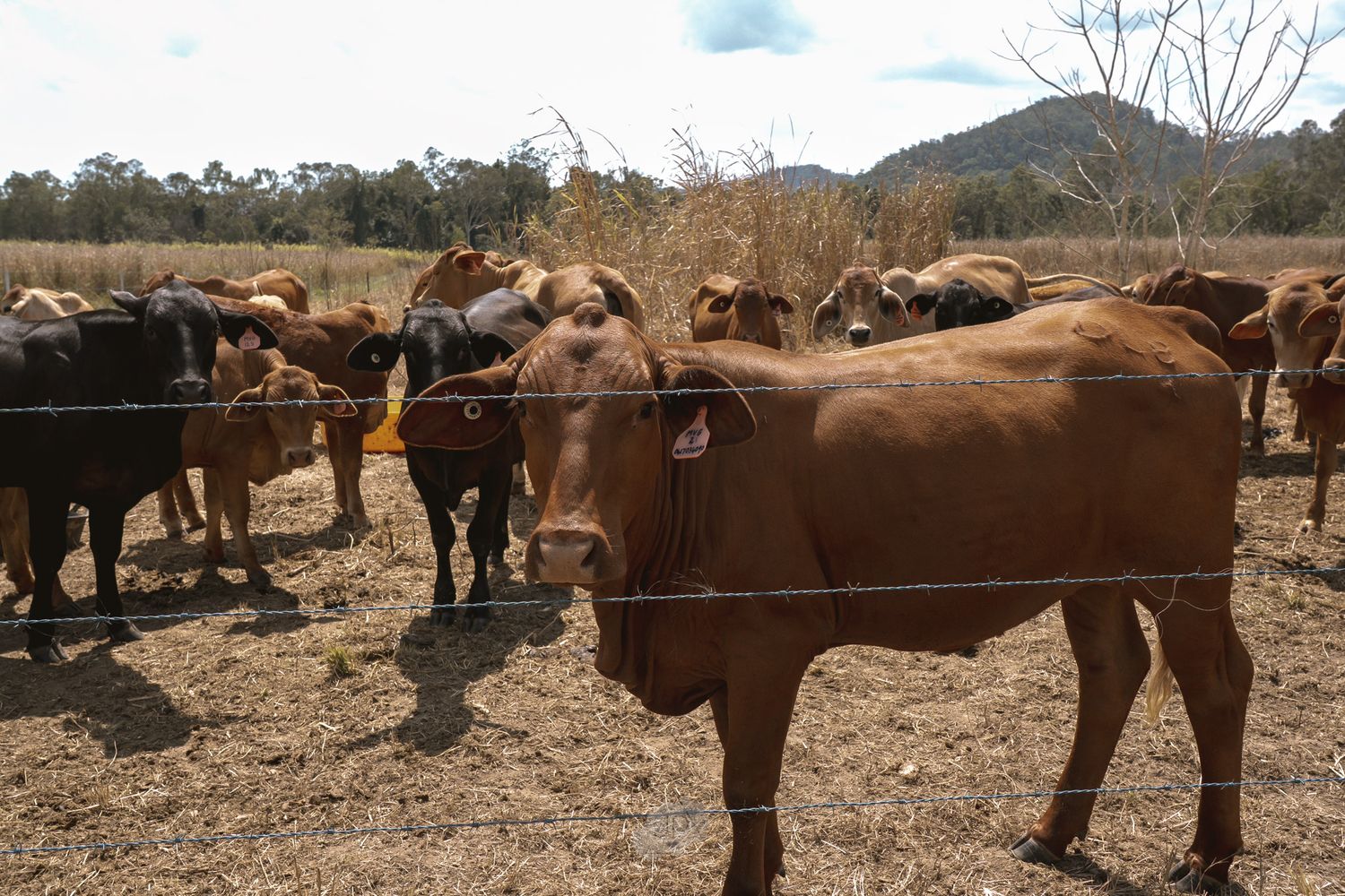 A herd of brown cattle grazes in a dry field with mountains visible in the background on a sunny day.