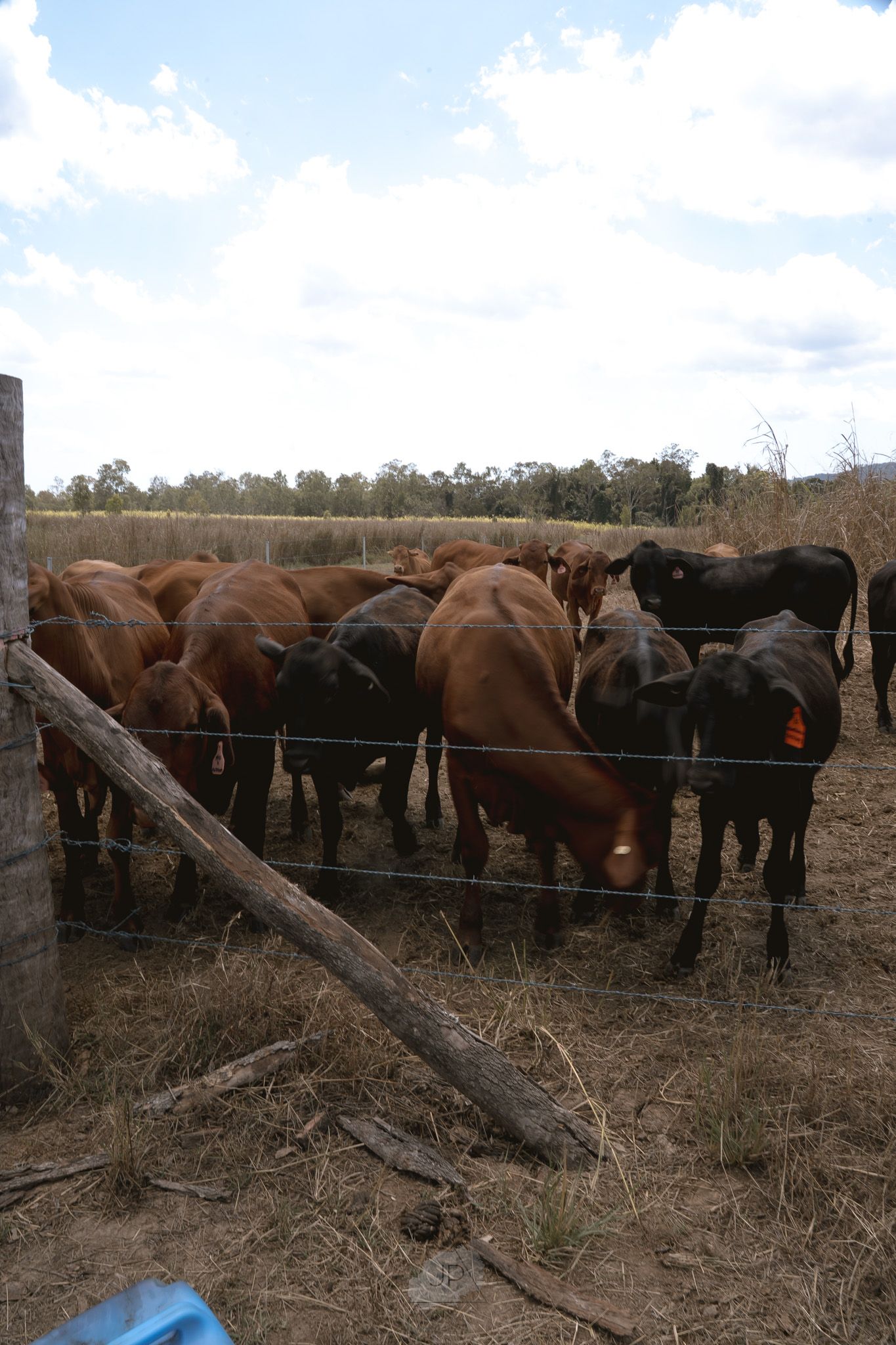 A herd of brown and black cattle gathered near a fence line in a dry pasture field.
