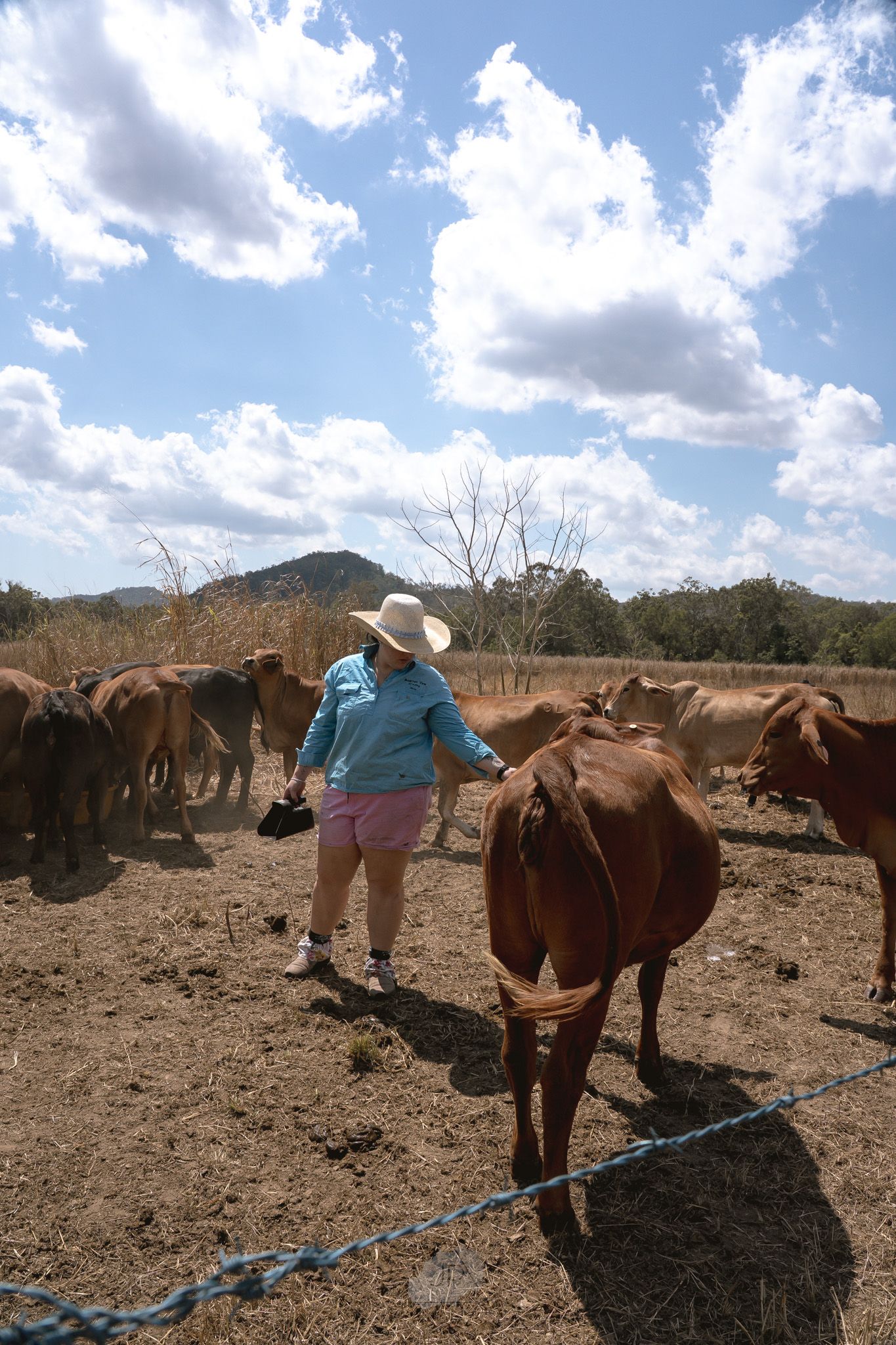Person in blue shirt and hat tends to brown horses in a dry, dusty field under partly cloudy skies.