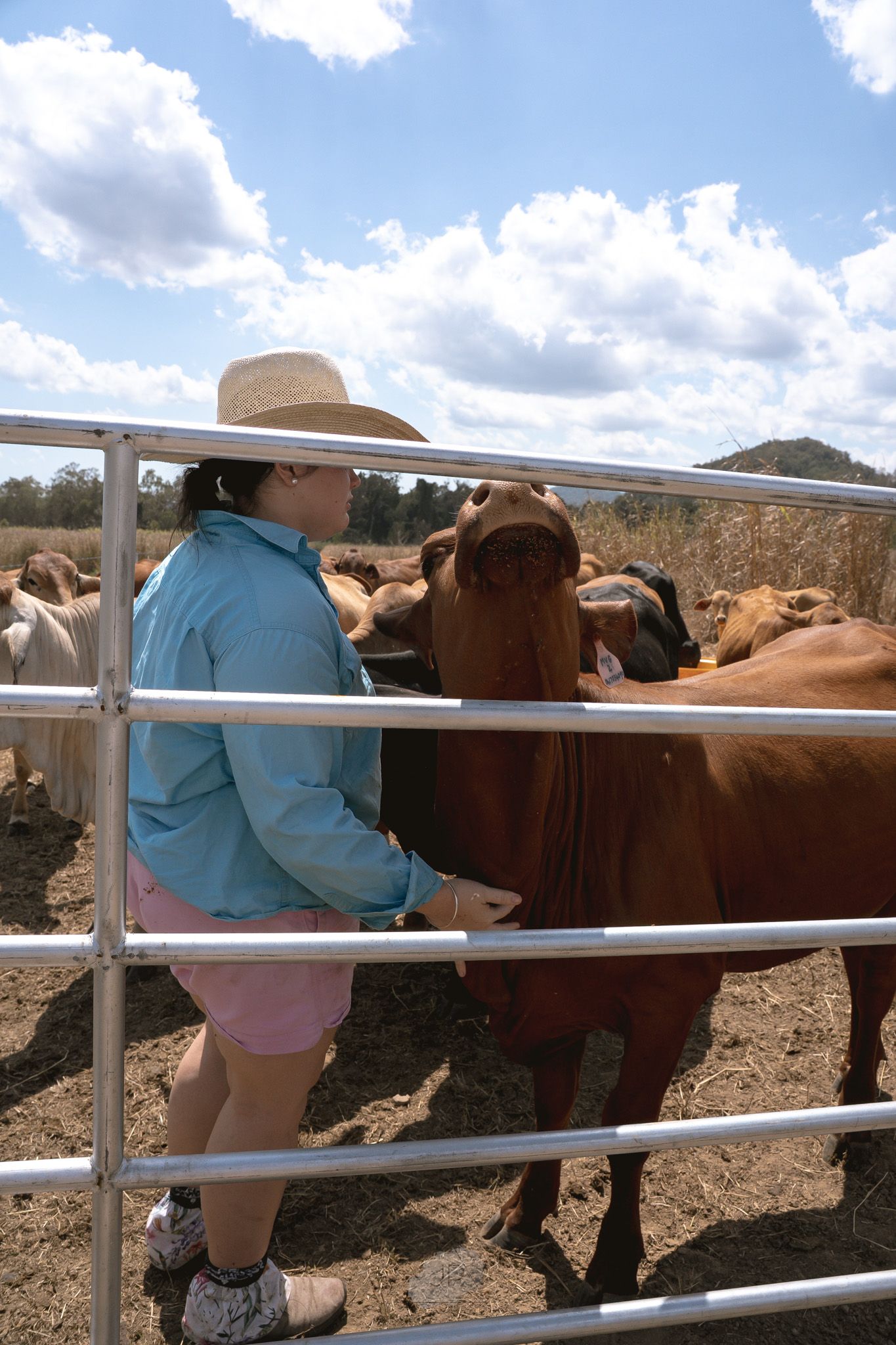 Person in blue shirt and hat tends to cattle through white metal fence panels in sunny outdoor setting.