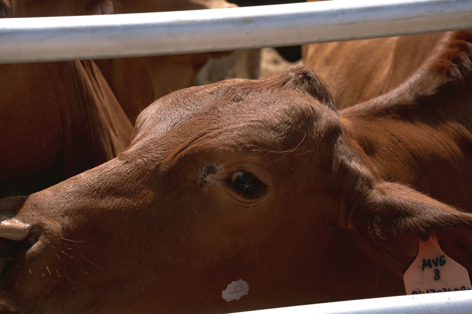A close-up view of a brown horse's eye and face showing intricate details of its fur and features.