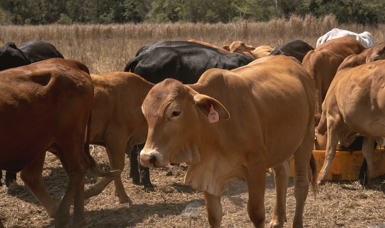 A herd of brown and red cattle grazing together in a dry field with trees visible in the background.