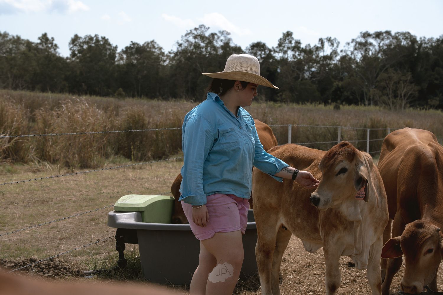 Person in blue shirt and hat interacts with horses on a sunny day in an open field.