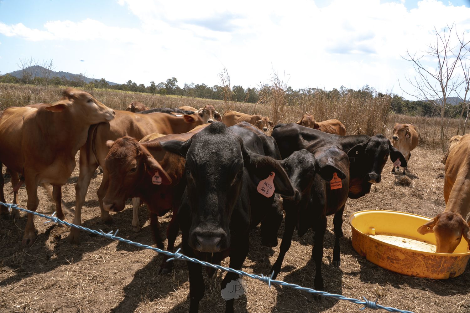 Cattle gather around a yellow water trough on a dry ranch with brown and black cows drinking together.