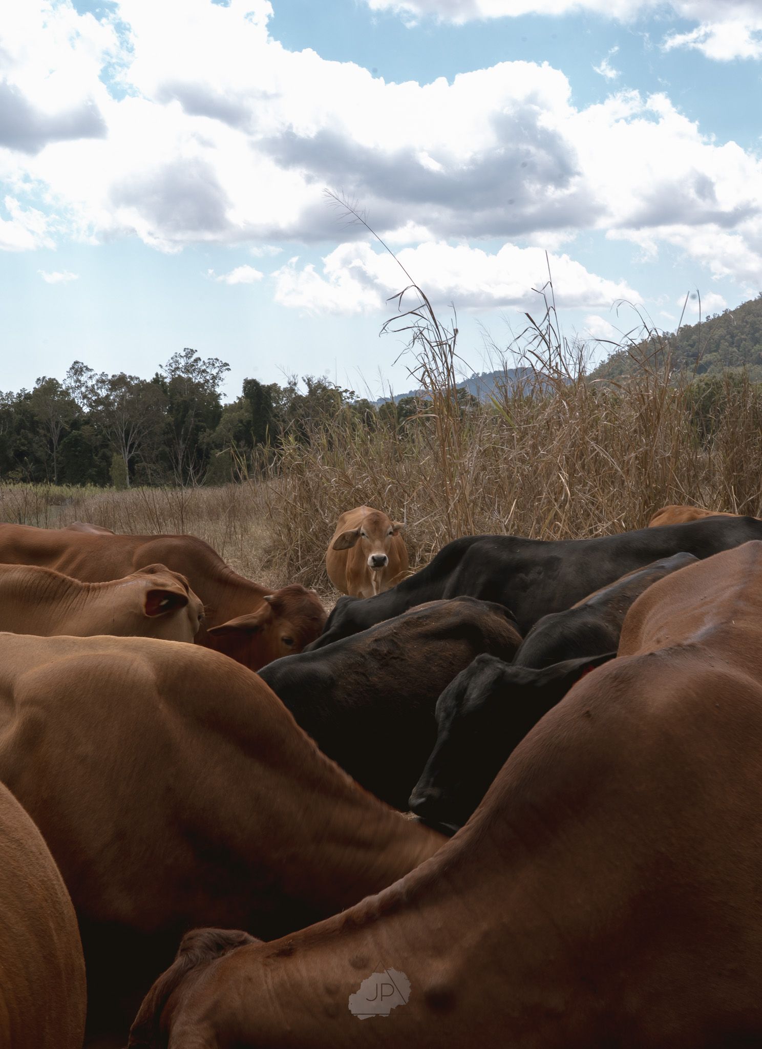 A panoramic sequence showing a herd of brown and black cattle grazing in a dry, hilly pasture under cloudy skies.
