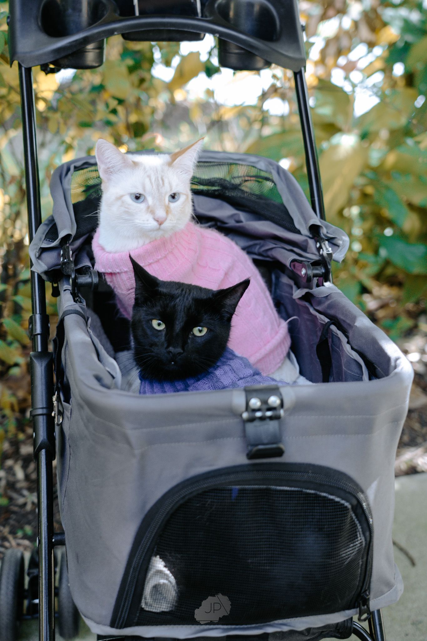 Black cat wearing pink sweater rests comfortably in gray pet stroller outdoors.
