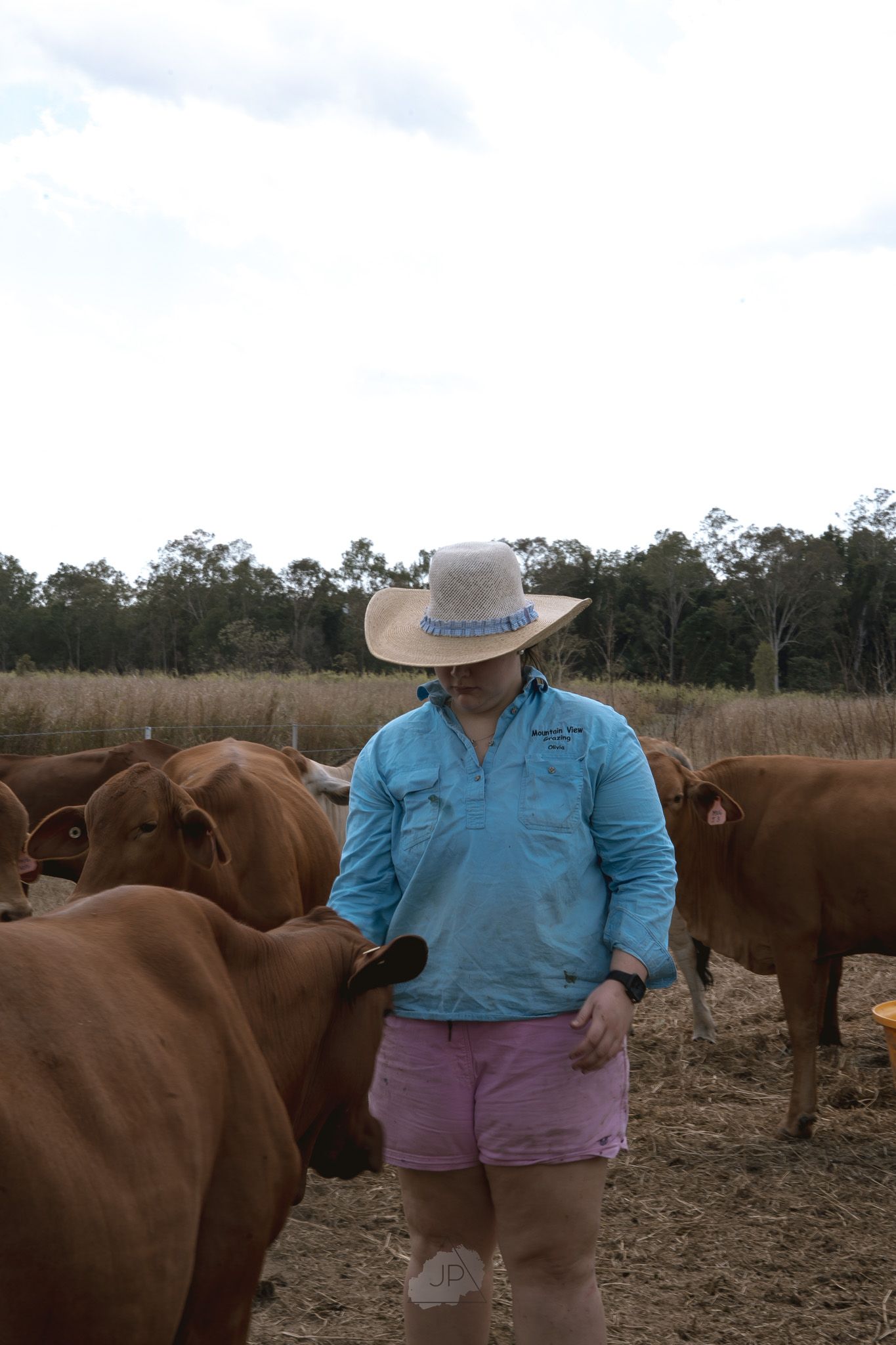 A person wearing a blue shirt and cowboy hat stands among a group of brown cattle in a field.