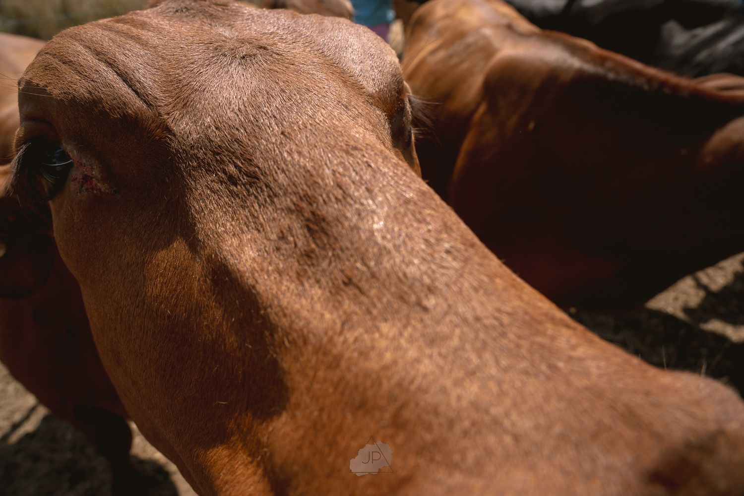 Close-up view of a brown dog's body showing its smooth, shiny coat texture in natural lighting.