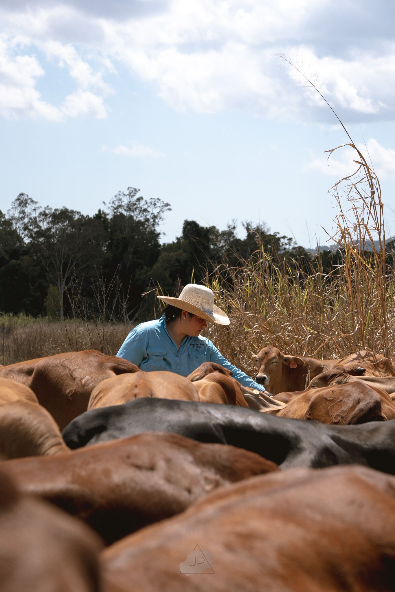 A rancher wearing a straw hat tends to a herd of brown cattle on a cloudy day.