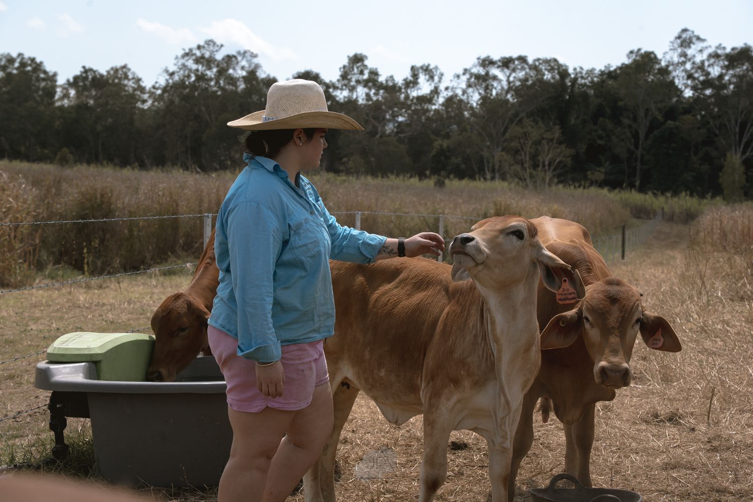 A group of Longhorn cattle gather around a water trough in a dry pasture field.